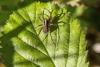 Pardosa sp.